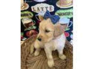 Goldendoodle Puppy for sale in Honea Path, SC, USA