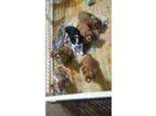 Cavalier King Charles Spaniel Puppy for sale in Tarentum, PA, USA