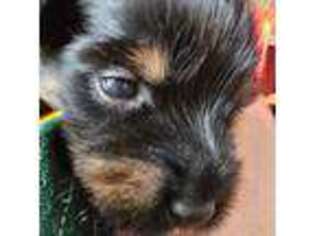 Yorkshire Terrier Puppy for sale in Grayslake, IL, USA