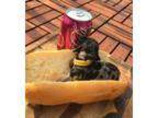 Dachshund Puppy for sale in Fond Du Lac, WI, USA
