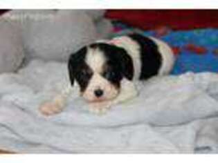 Cavalier King Charles Spaniel Puppy for sale in Winona, MN, USA