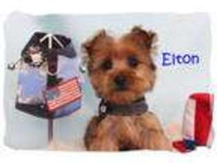 Yorkshire Terrier Puppy for sale in Vacaville, CA, USA