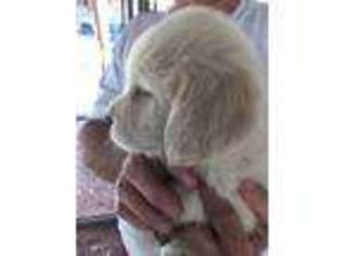 Golden Retriever Puppy for sale in Vista, CA, USA