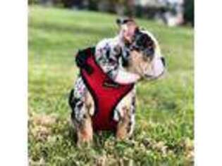 Bulldog Puppy for sale in Cassville, WI, USA