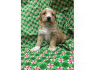 Goldendoodle Puppy for sale in Batesville, MS, USA
