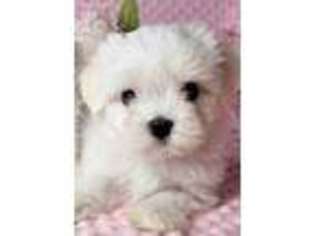 Maltese Puppy for sale in Framingham, MA, USA