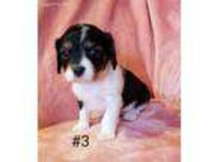 Cavalier King Charles Spaniel Puppy for sale in Lemoore, CA, USA