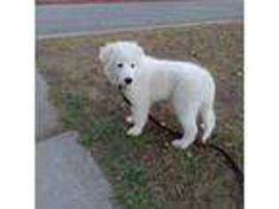 Great Pyrenees Puppy for sale in Temecula, CA, USA