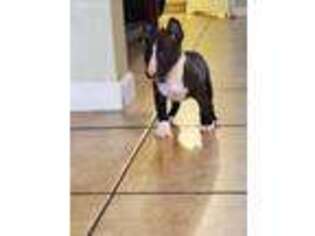 Bull Terrier Puppy for sale in Perris, CA, USA