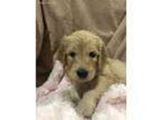 Goldendoodle Puppy for sale in Michigan City, IN, USA