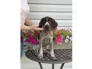 German Shorthaired Pointer Puppy for sale in Chicago, IL, USA