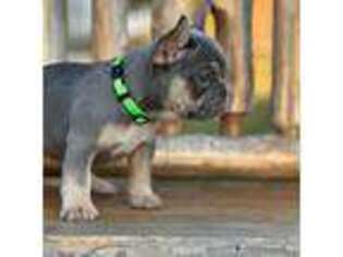 French Bulldog Puppy for sale in Whitesboro, OK, USA
