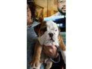 Bulldog Puppy for sale in Gowen, MI, USA