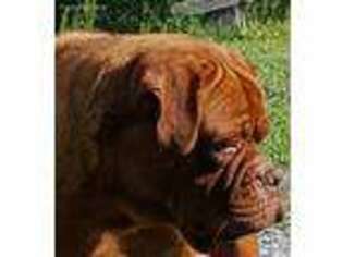 American Bull Dogue De Bordeaux Puppy for sale in Troy, NC, USA