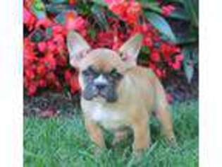 French Bulldog Puppy for sale in Gordonville, PA, USA