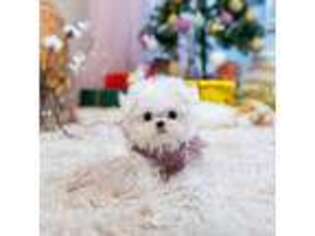 Maltese Puppy for sale in Jackson, MI, USA