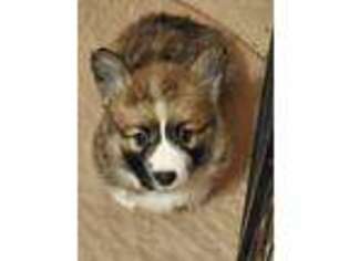 Pembroke Welsh Corgi Puppy for sale in Wyoming, IL, USA