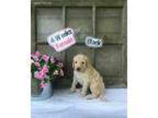 Labradoodle Puppy for sale in Carlyle, IL, USA