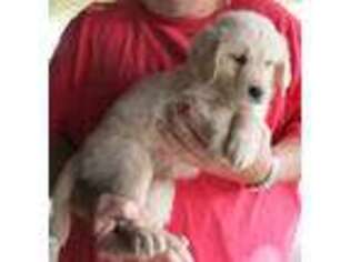 Golden Retriever Puppy for sale in Big Stone Gap, VA, USA