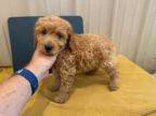 Goldendoodle Puppy for sale in Yorktown, IN, USA