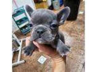 French Bulldog Puppy for sale in Barry, IL, USA
