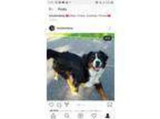 Bernese Mountain Dog Puppy for sale in Washburn, WI, USA