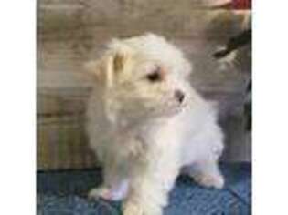 Maltese Puppy for sale in Bristol, IN, USA