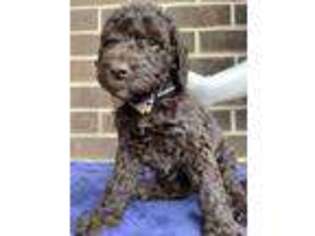 Labradoodle Puppy for sale in Springfield, PA, USA