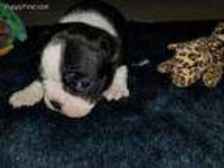 Boston Terrier Puppy for sale in Bonanza, OR, USA