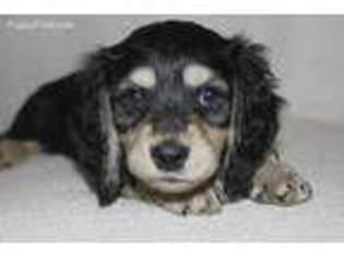 Dachshund Puppy for sale in Graham, TX, USA