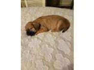 Mutt Puppy for sale in New Philadelphia, OH, USA