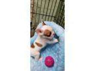 French Bulldog Puppy for sale in Osco, IL, USA