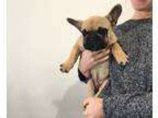 French Bulldog Puppy for sale in Westport, CT, USA