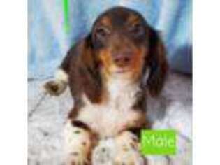 Dachshund Puppy for sale in Webb City, MO, USA