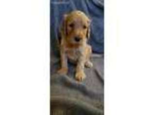 Labradoodle Puppy for sale in Lewis Run, PA, USA