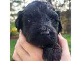 Portuguese Water Dog Puppy for sale in West Chester, PA, USA