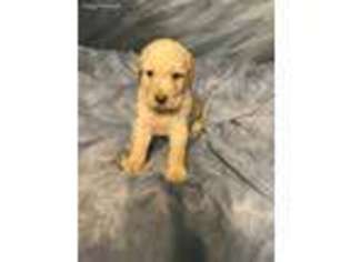 Labradoodle Puppy for sale in Schriever, LA, USA