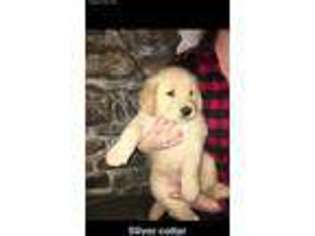 Golden Retriever Puppy for sale in Bristol, VT, USA