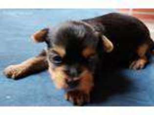 Yorkshire Terrier Puppy for sale in Klamath Falls, OR, USA