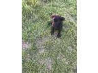 Labrador Retriever Puppy for sale in Ankeny, IA, USA