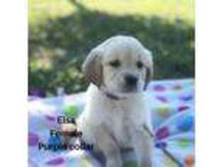 Golden Retriever Puppy for sale in Hulbert, OK, USA