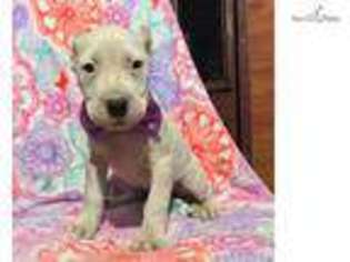 Dogo Argentino Puppy for sale in Lancaster, PA, USA