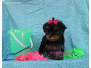 Yorkshire Terrier Puppy for sale in Palacios, TX, USA