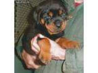 Rottweiler Puppy for sale in Lyle, WA, USA