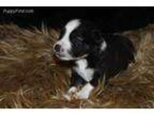 Miniature Australian Shepherd Puppy for sale in Grapeland, TX, USA