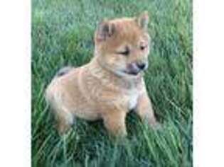 Shiba Inu Puppy for sale in Winchester, OH, USA