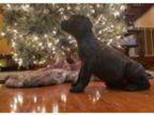 Cane Corso Puppy for sale in Larned, KS, USA