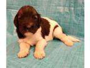 Goldendoodle Puppy for sale in Jellico, TN, USA