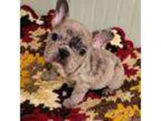 French Bulldog Puppy for sale in Stonewall, LA, USA