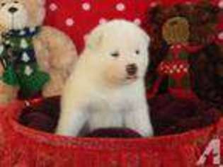 Akita Puppy for sale in SMITHFIELD, PA, USA